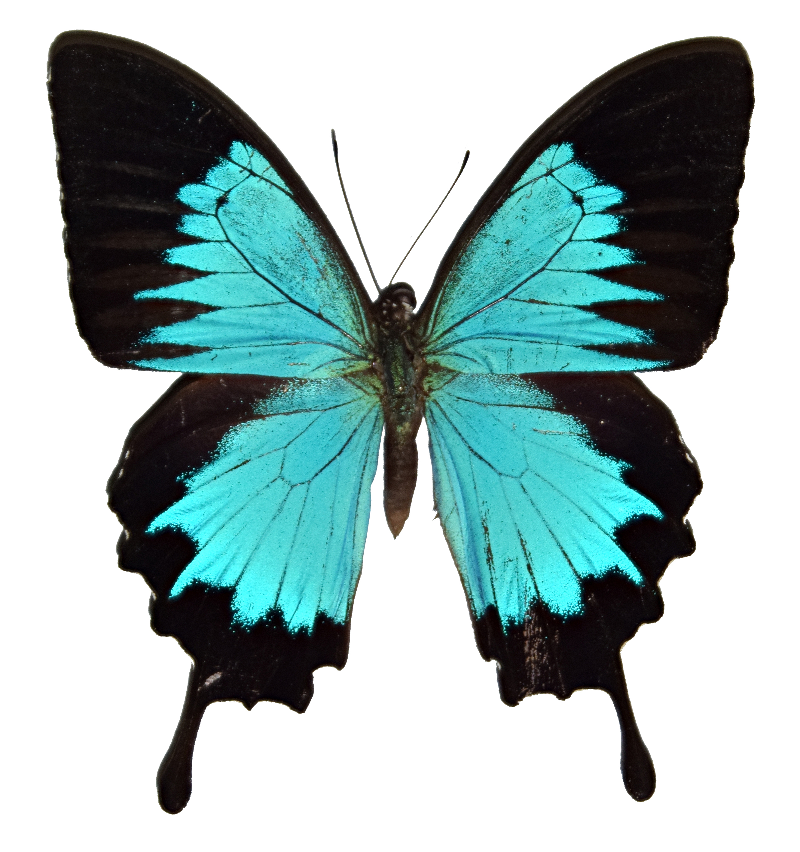Papilio